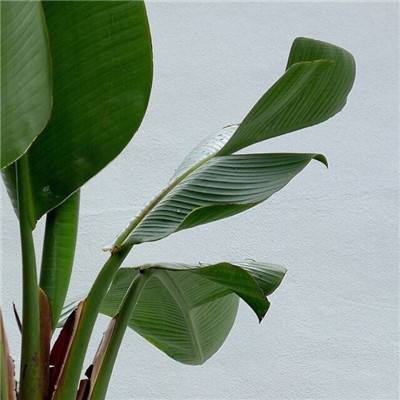 末日生存:幸存者求生之路