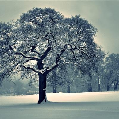 黄智杰 王锡锌：算法行政中信任构建的法律路径