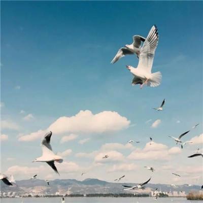 方程式赛车循环赛选关版