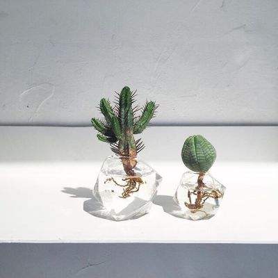 高卢人奇妙之旅