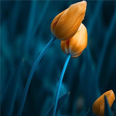 vivo回应直播遭遇网暴：不代表vivo立场 反对任何性别歧视言论